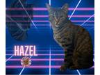 Adopt Hazel a Domestic Short Hair