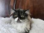 Chonk Male Persian Kitten