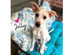 Adopt Jelly a Shepherd, Mixed Breed