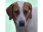 Adopt Timber a Foxhound