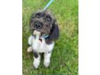 Adopt Babe a German Wirehaired Pointer, Mixed Breed