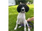 Adopt Spree a German Wirehaired Pointer, Terrier
