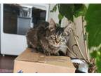 Adopt Isabelle a Domestic Medium Hair