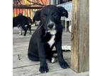 Adopt Nessy a Border Collie, Pit Bull Terrier