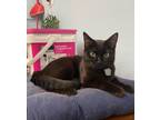 Adopt Wednesday a Domestic Short Hair