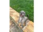 Adopt Curly a Shih Tzu, Terrier