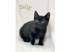 Adopt Dolly a Domestic Short Hair