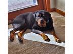 Adopt Stormi a Rottweiler