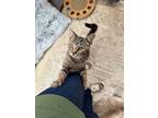 Adopt Chloe a Tabby