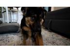 Adopt Sydney a Australian Shepherd, Mixed Breed