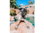 Adopt Patricia a Pug