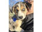 Adopt Mars a Australian Shepherd