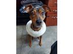 Adopt Penny a German Pinscher