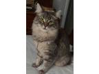 Adopt Fluffy a Domestic Medium Hair