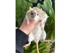 Adopt Aurora a Rat