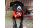 Adopt Honey2 a Black Labrador Retriever, Mixed Breed