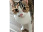 Adopt Poppy a American Shorthair