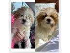 Adopt Christabell a Shih Tzu