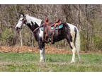 Flashy Overo Black & White Rocky Mountain Paint Mare, Smooth Gaited