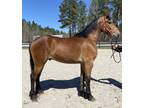 Percheron Qh cross