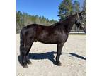 Friesian Qh gelding