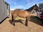 Be the Awe of the Quarter horse Events. With this FLASHY Dun filly Blackburn