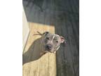 Adopt Cali a Pit Bull Terrier