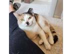 Adopt Ellie a Calico