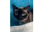 Adopt Bailey - dark purple collar a Siamese