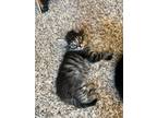 Adopt Macaroni a Domestic Medium Hair, Domestic Long Hair