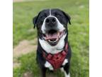 Adopt Oakland a Greater Swiss Mountain Dog, Border Collie