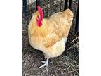 Adopt HAY HAY a Chicken