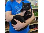 Adopt Boyd a Domestic Short Hair