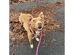 Adopt Fred a American Staffordshire Terrier