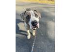 Adopt Tucker a Pit Bull Terrier