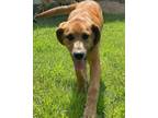 Adopt Otis a Labrador Retriever, Mixed Breed