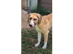 Adopt Oscar a Labrador Retriever, Mixed Breed