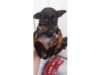 Adopt Bolt a Miniature Pinscher