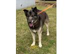 Adopt Niko a German Shepherd Dog, Siberian Husky