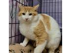 Adopt Dave the Magical Cheese Wizard a Domestic Short Hair