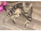 Adopt Jamison a Domestic Short Hair