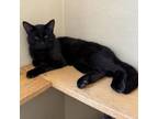 Adopt Hades a Domestic Short Hair