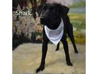 Adopt Shark a Black Labrador Retriever