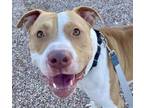 Adopt ALF a Pit Bull Terrier, Mixed Breed