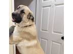 Adopt NORTH CAROLINA, ASHEVILLE; "CHEWY" a Great Pyrenees, German Shepherd Dog