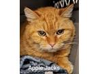 Adopt Apple Jacks a Tabby