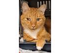 Adopt Bartley a Tabby