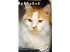 Adopt Dieppe a Domestic Medium Hair