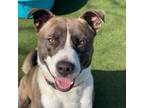 Adopt Hiccup a Pit Bull Terrier