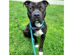 Adopt COSTELLO a American Staffordshire Terrier